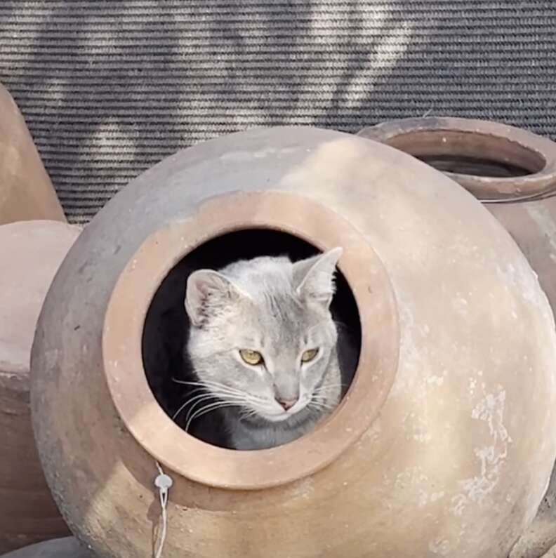 cat in pottery