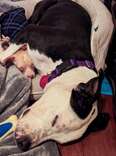 ‘Unlikely’ Shelter Dog Duo Comfort Each Other Until Something Amazing Happens