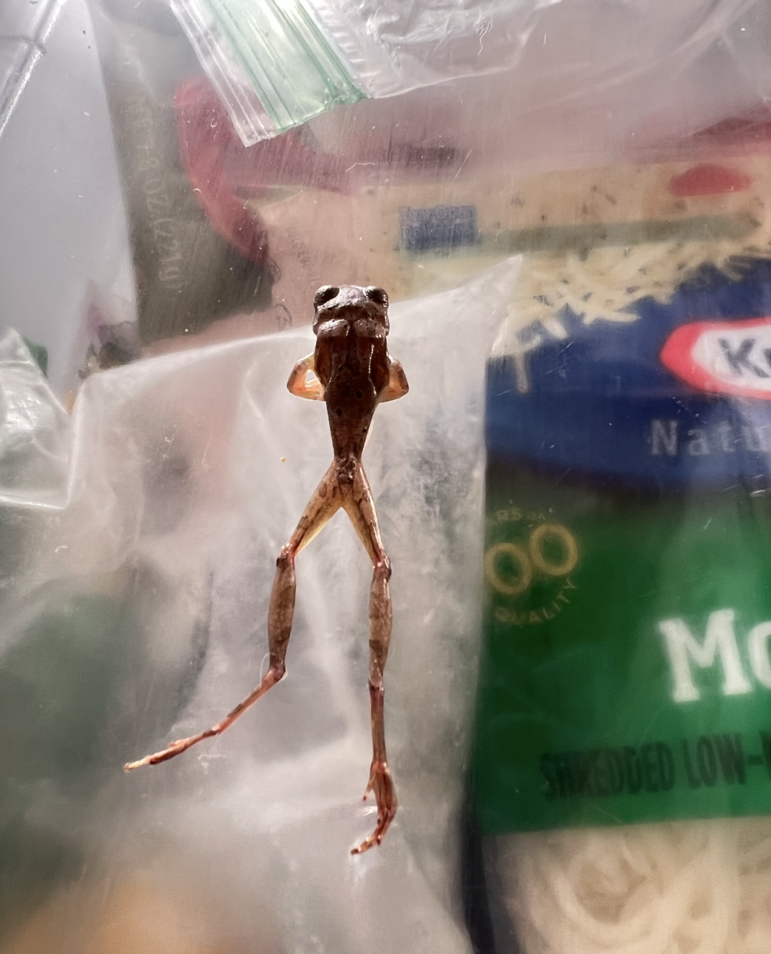 How A Woman Cleaning Out Her Smelly Fridge Ended Up Saving A Life - The ...