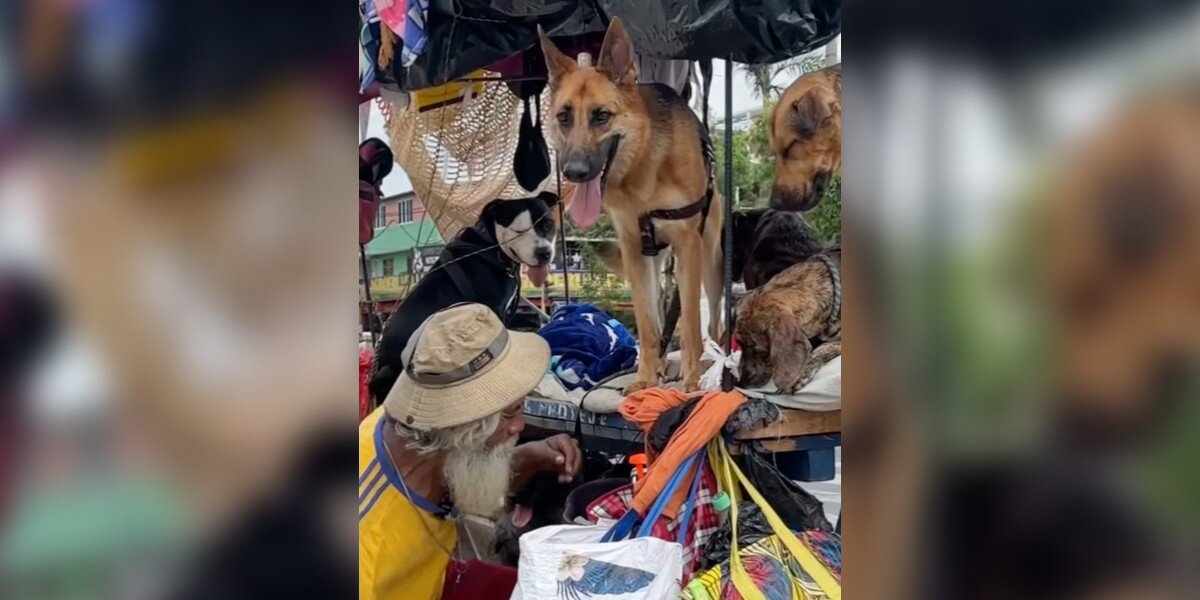 Kind Man Living On Streets Adopts Every Stray Dog He Comes Across