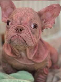 Little Pink Puppy Gets Confused For A Human Baby whenever He Goes Out