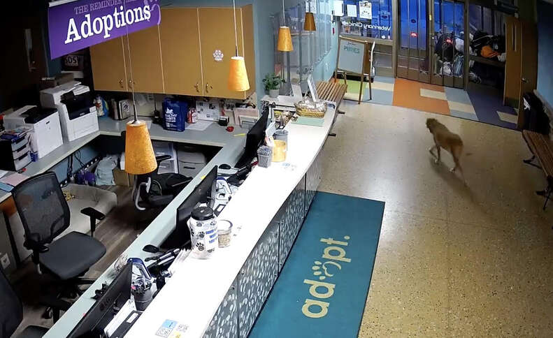 Dog breaks out of shelter