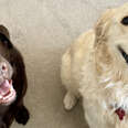 How One Simple Question On A Dating App Landed These 2 Dogs In Love