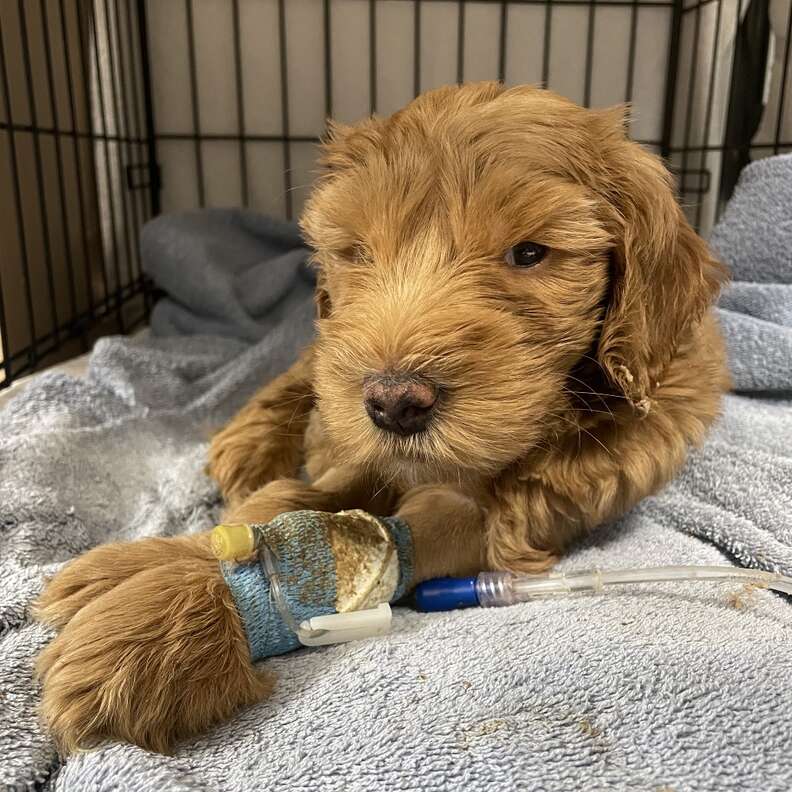 golden doodle puppy