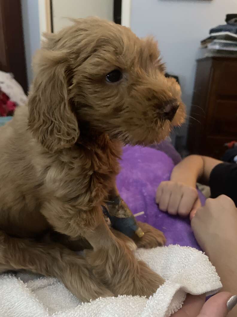 golden doodle puppy