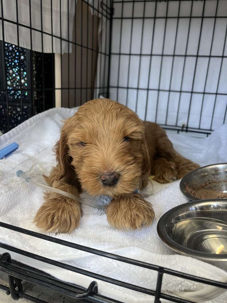 golden doodle puppy