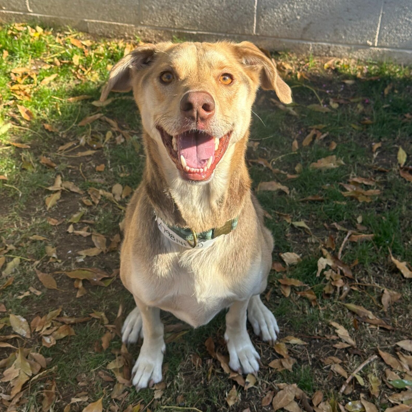 Friendly Dog Waits In A Parking Lot With A Heartbreaking Note - The Dodo