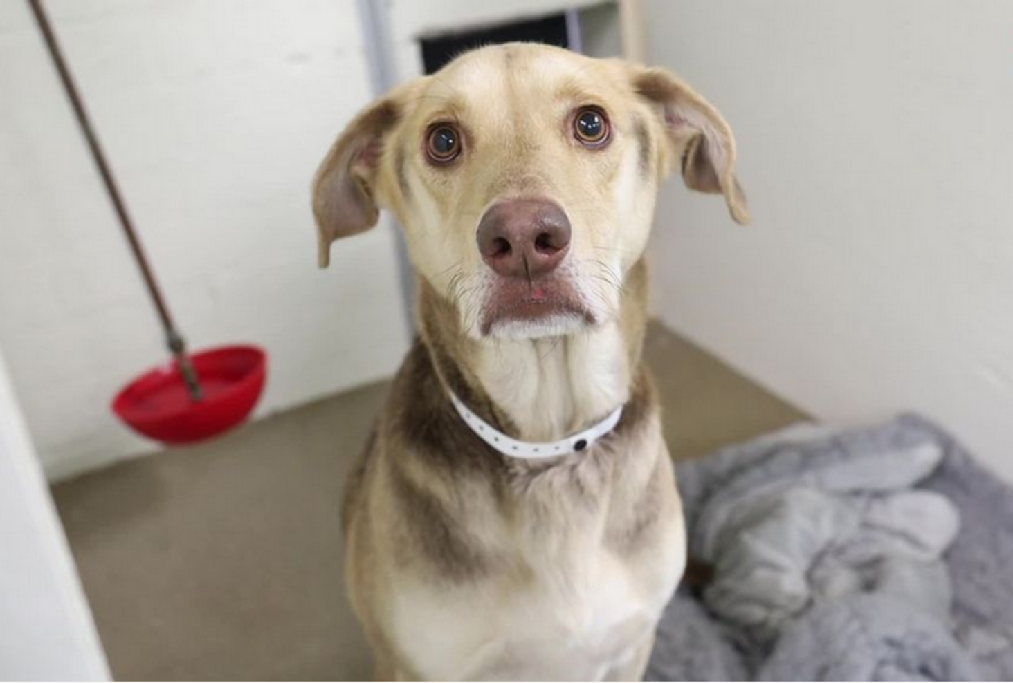 Friendly Dog Waits In A Parking Lot With A Heartbreaking Note - The Dodo