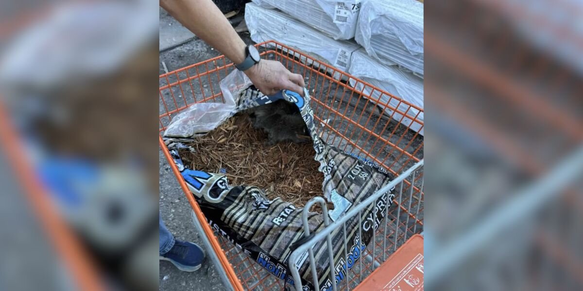 Man Buys Bag Of Mulch And Jumps When He Finds Babies Snuggled Inside