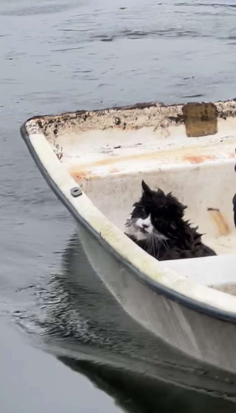 Cat in boat