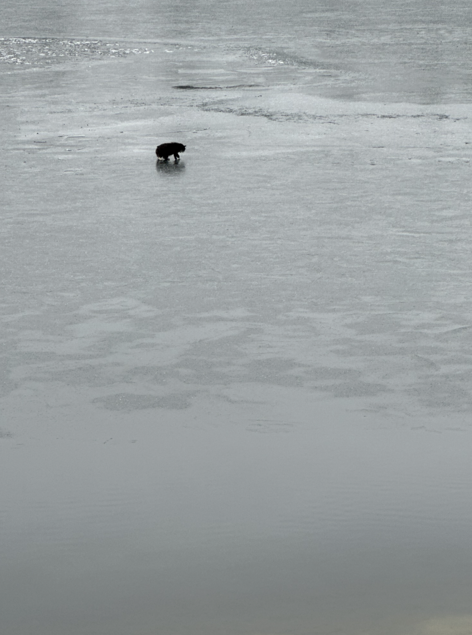 Woman Sees Cat Stranded On A Frozen Lake — Then The Ice Starts To Crack ...