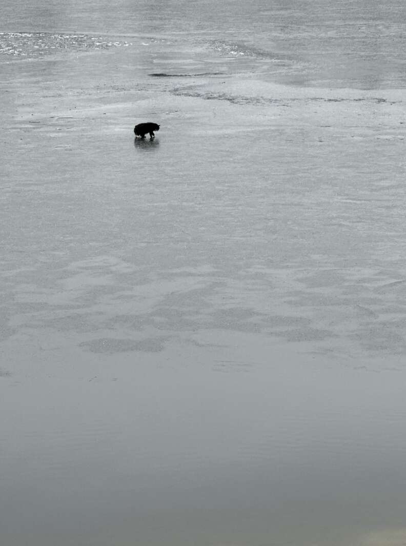 Cat on ice 