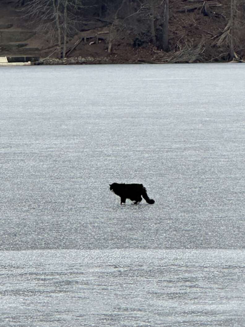 Cat on ice