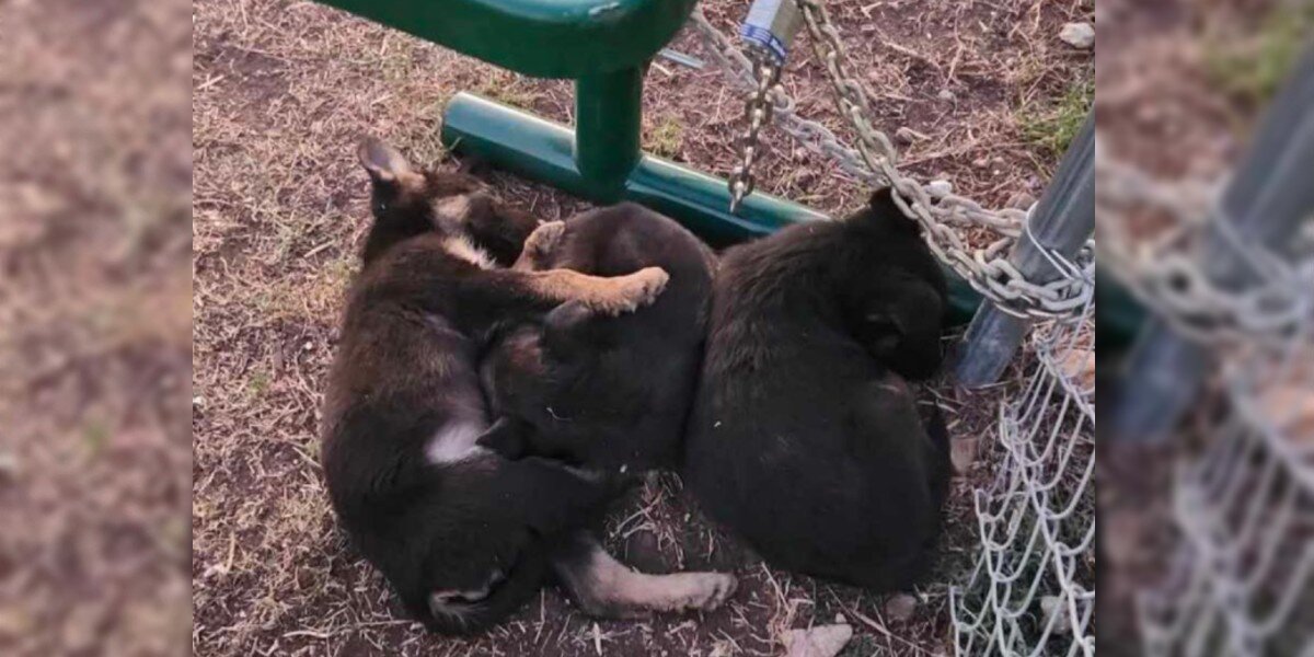 Puppies Dumped In Freezing Cold Huddle Together Under Bench For Protection