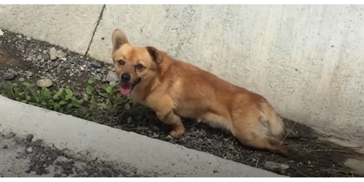He Was Left Paralyzed In A Ditch. Then He Made A Recovery No One Expected.
