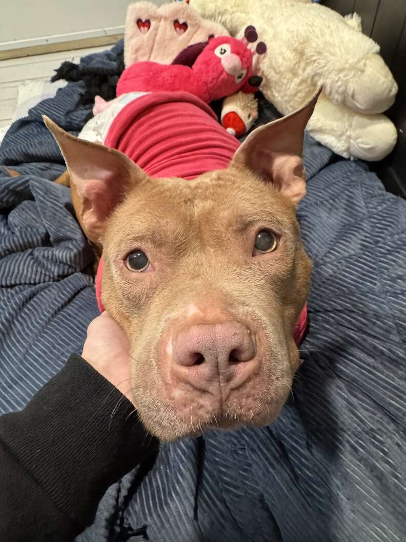 Watch The Moment This Shut-Down Shelter Dog's Dreams Finally Come True - Breaking USA News