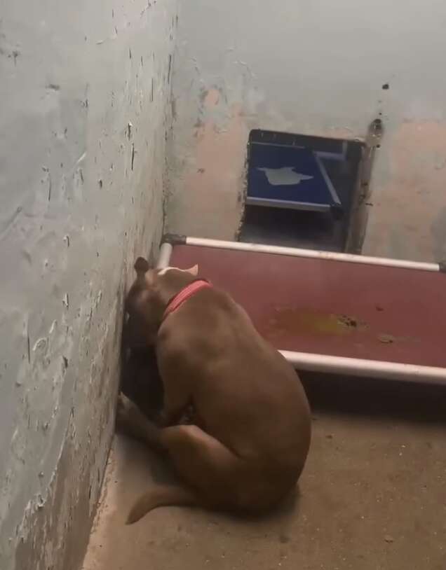 Watch The Moment This Shut-Down Shelter Dog's Dreams Finally Come True - Breaking USA News