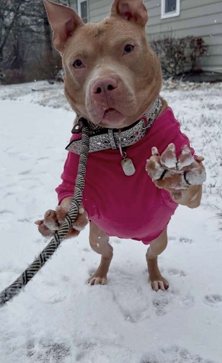 Watch The Moment This Shut-Down Shelter Dog's Dreams Finally Come True - Breaking USA News