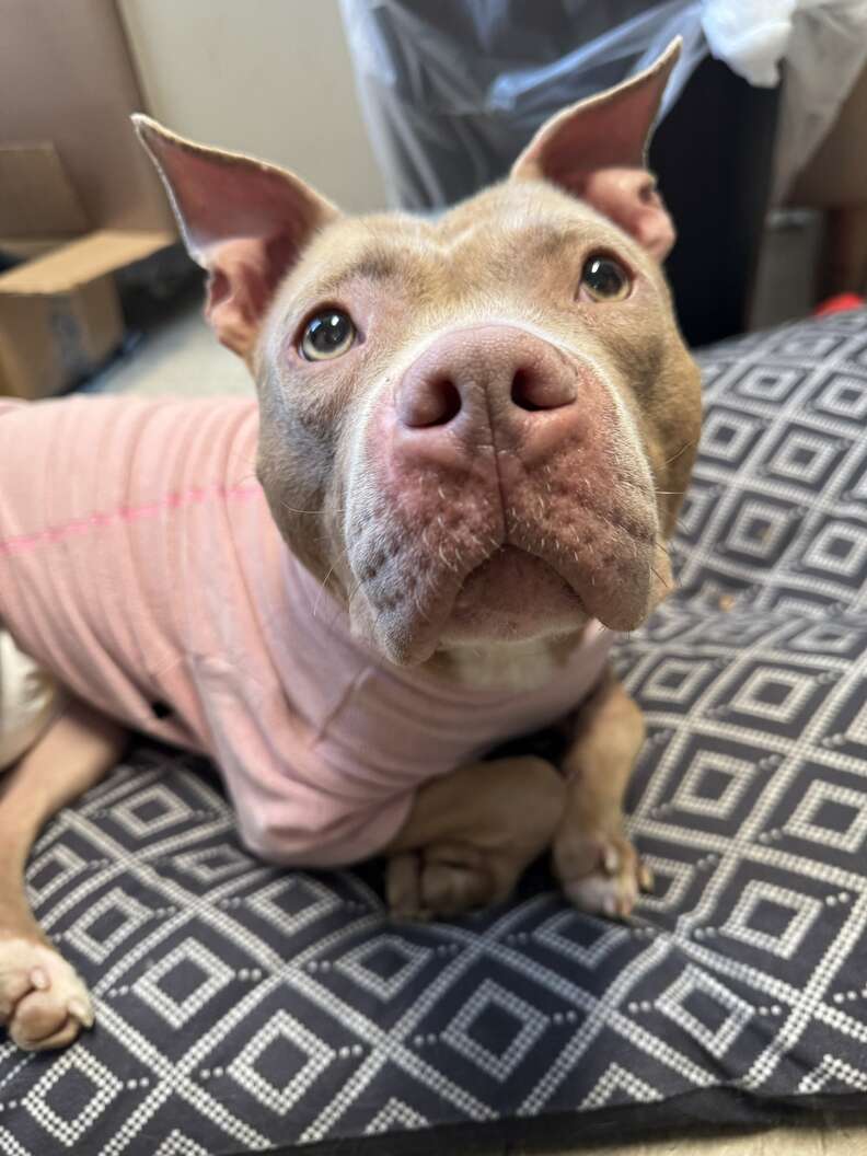 Watch The Moment This Shut-Down Shelter Dog's Dreams Finally Come True - Breaking USA News