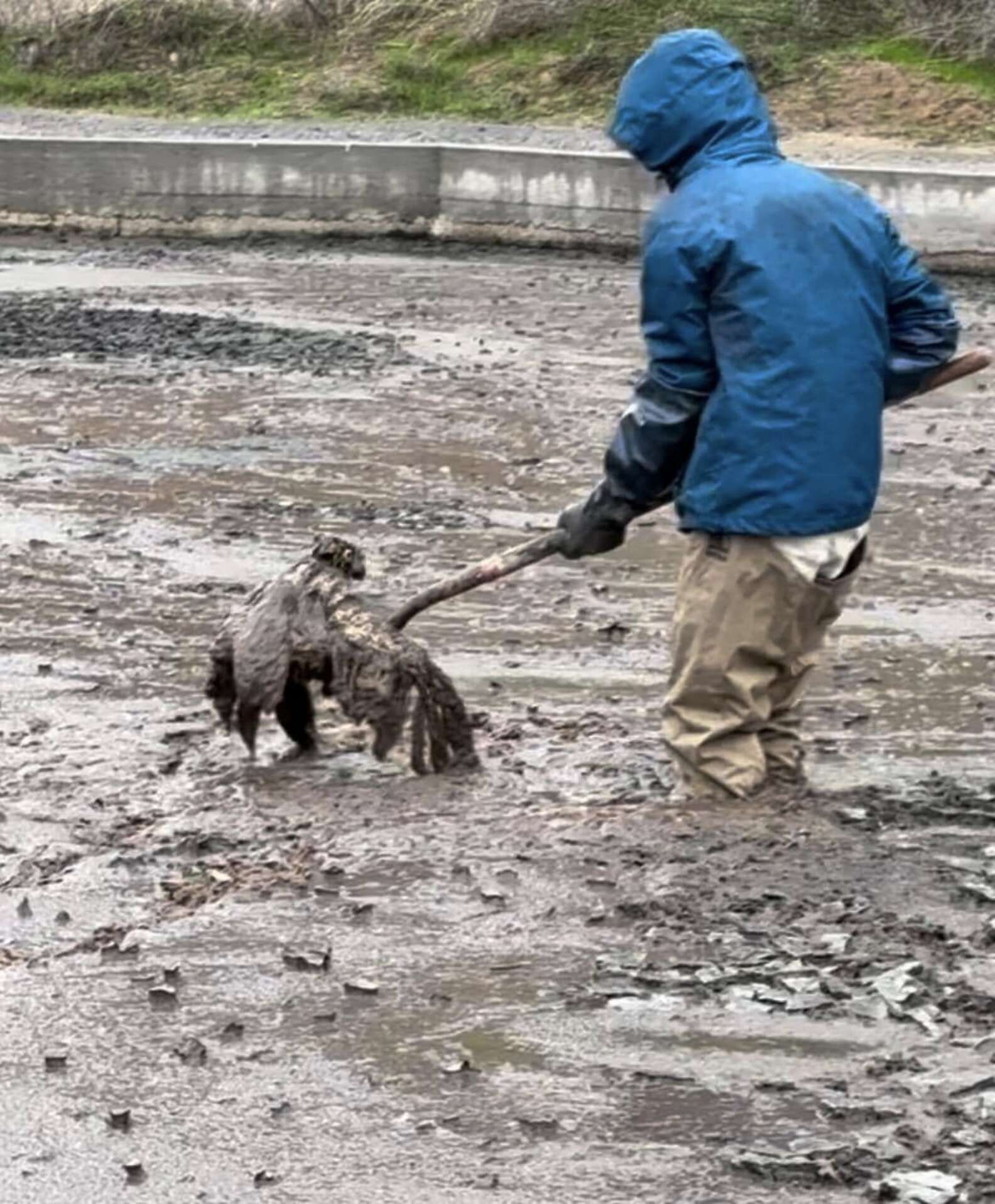 Worker Notices An Odd Lump In Sludge Pit — And It's Moving - The Dodo