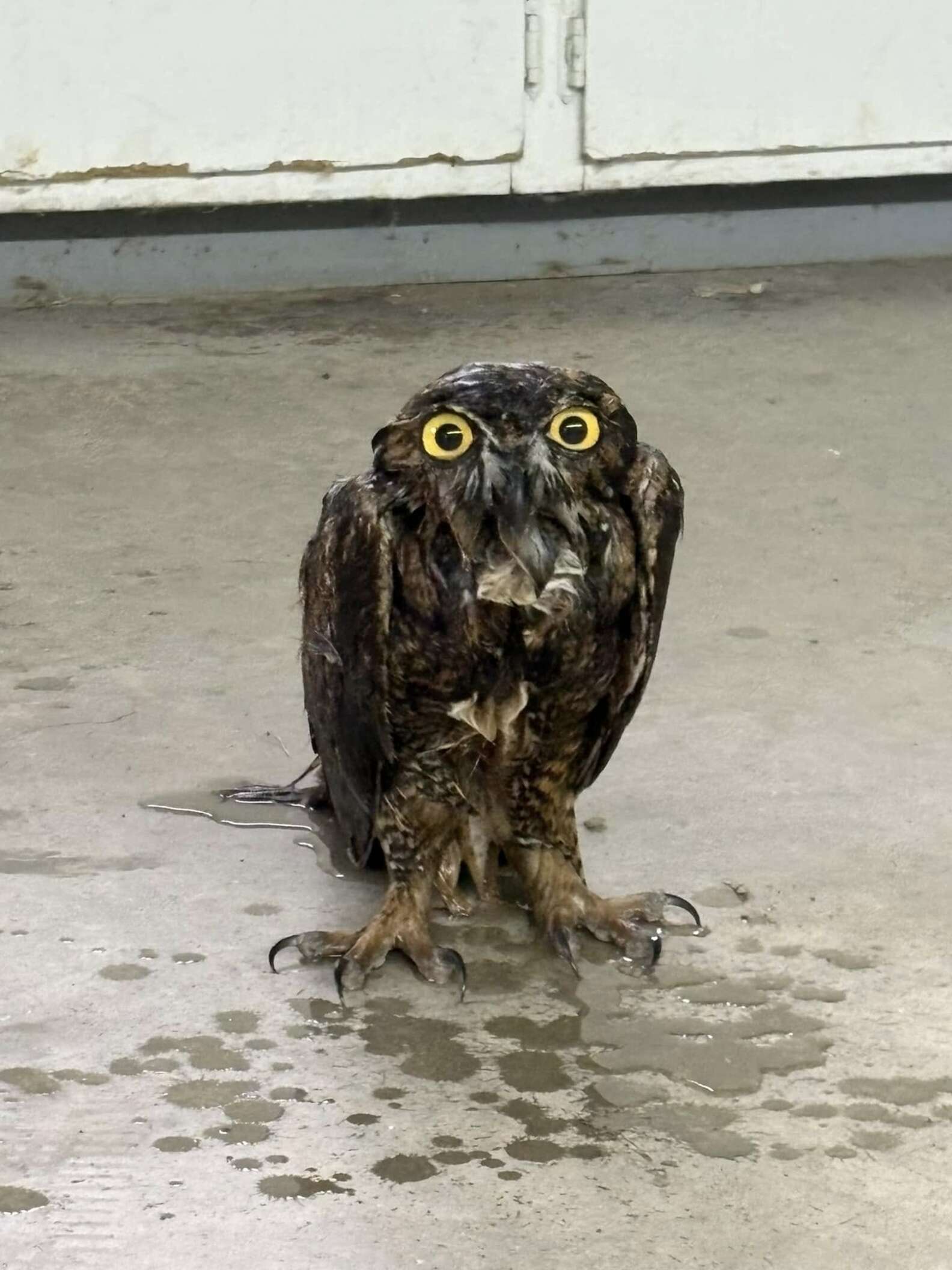 Worker Notices An Odd Lump In Sludge Pit — And It's Moving - The Dodo