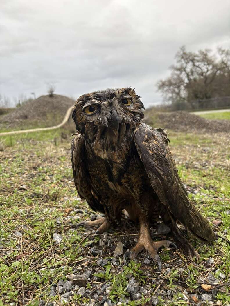 Worker Notices An Odd Lump In Sludge Pit — And It's Moving - The Dodo