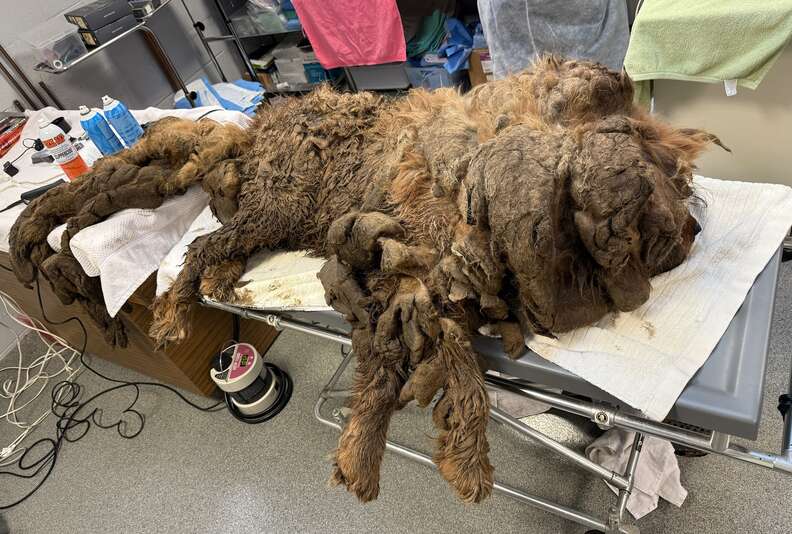 Vets remove 32 pounds of fur from stray dog