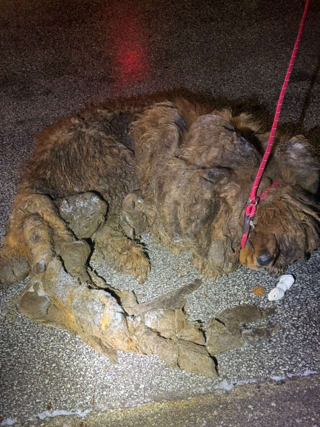 Extremely matted Tibetan mastiff stray in Chicago