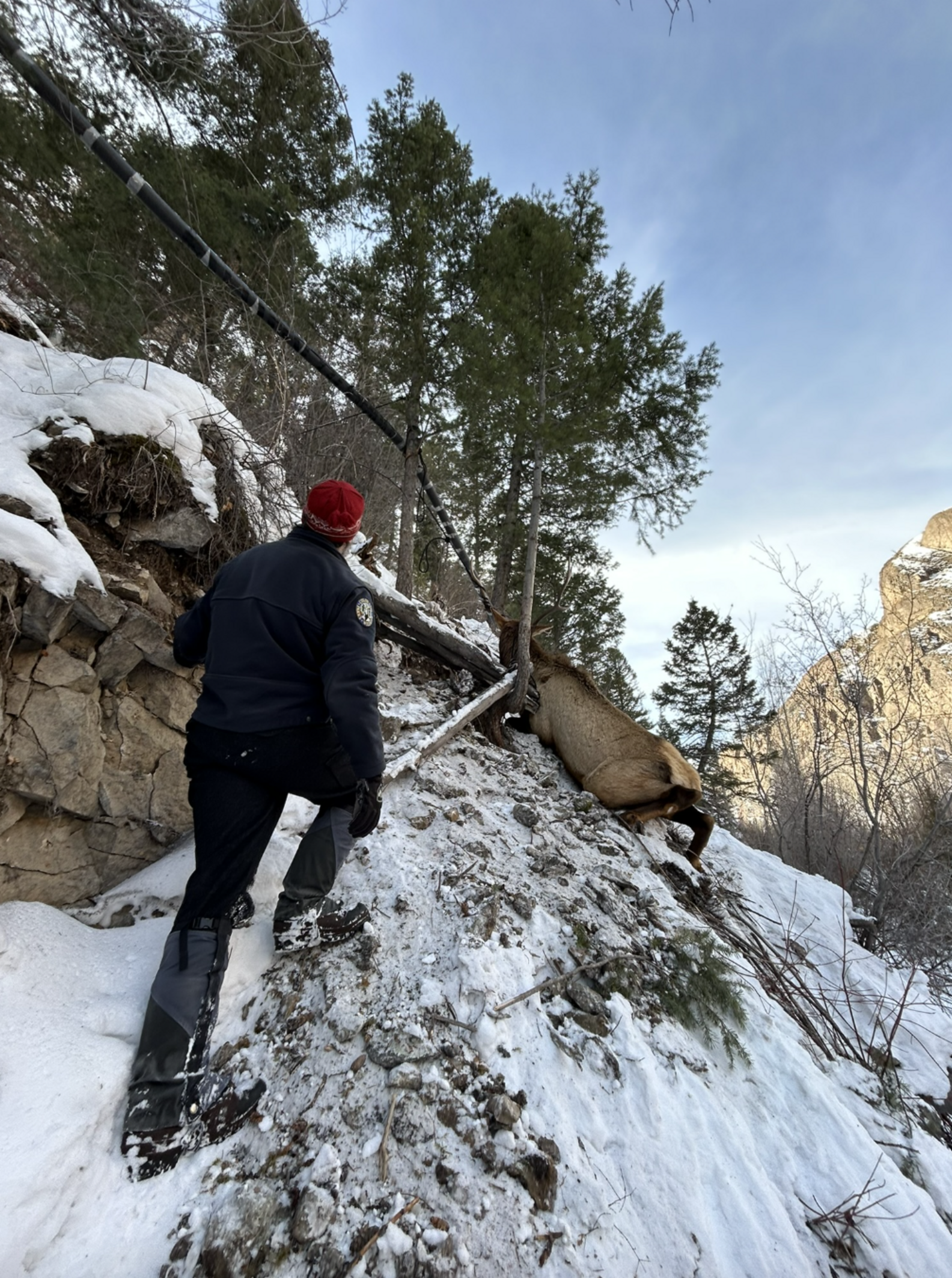 Climbers Rush To Save Huge Animal Caught Dangling From Ropes On Icy ...