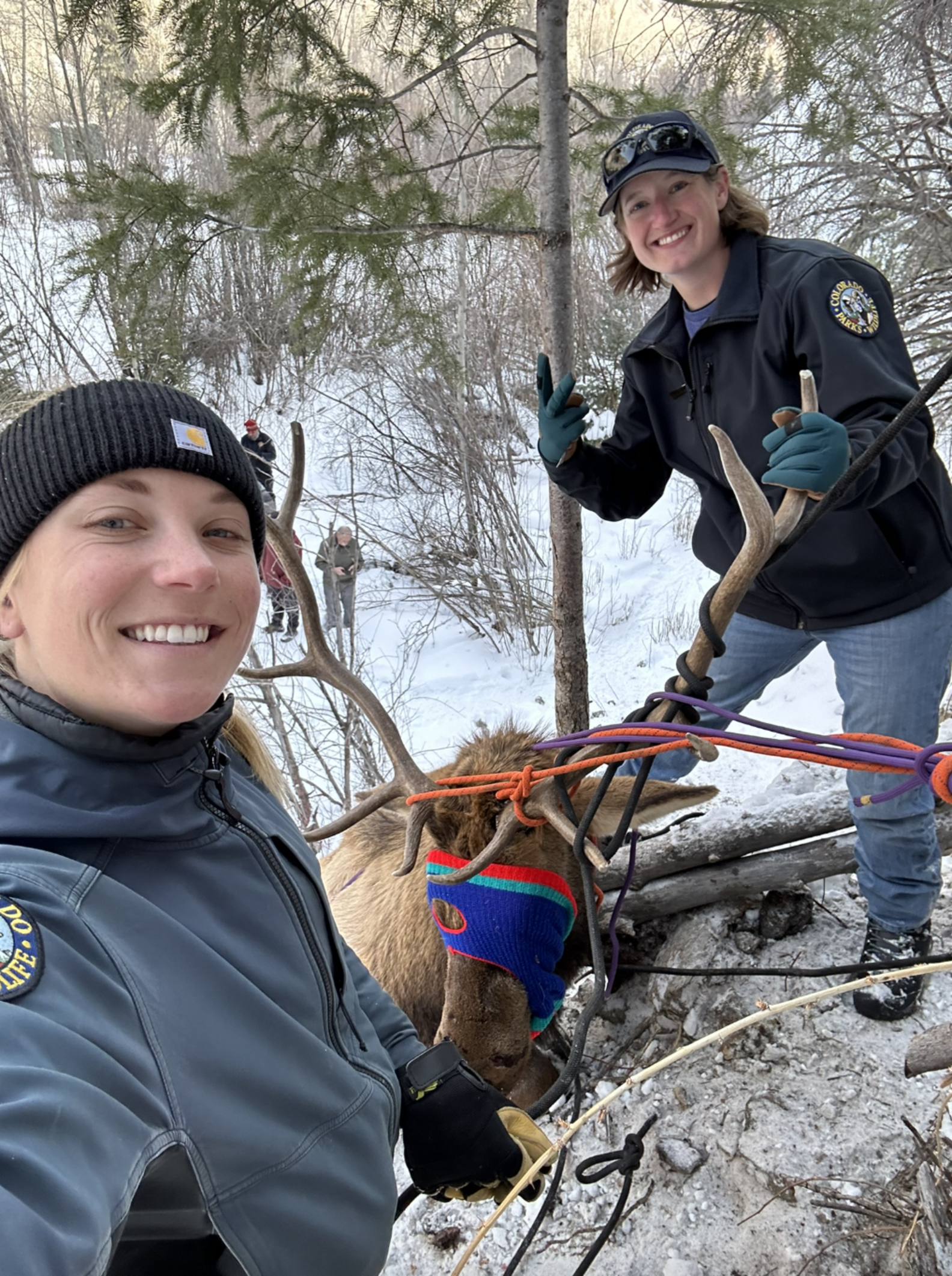 Climbers Rush To Save Huge Animal Caught Dangling From Ropes On Icy ...