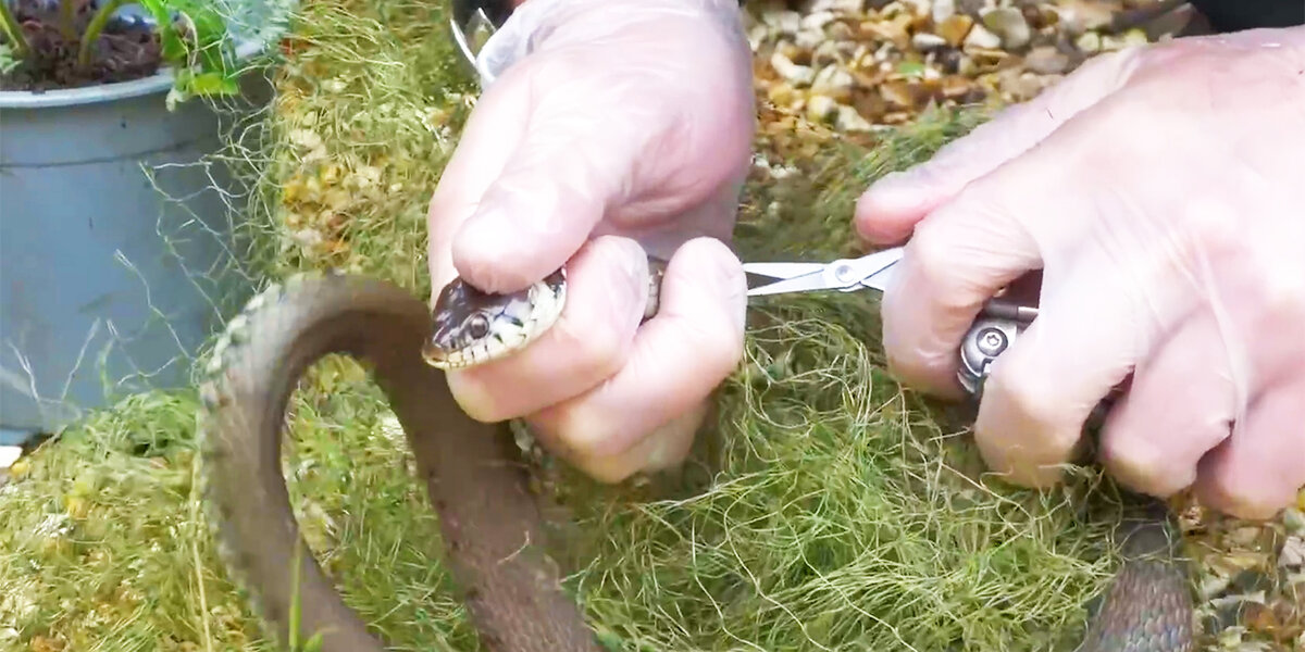 Stuck Snake Needed A Little Human Help - Videos - The Dodo