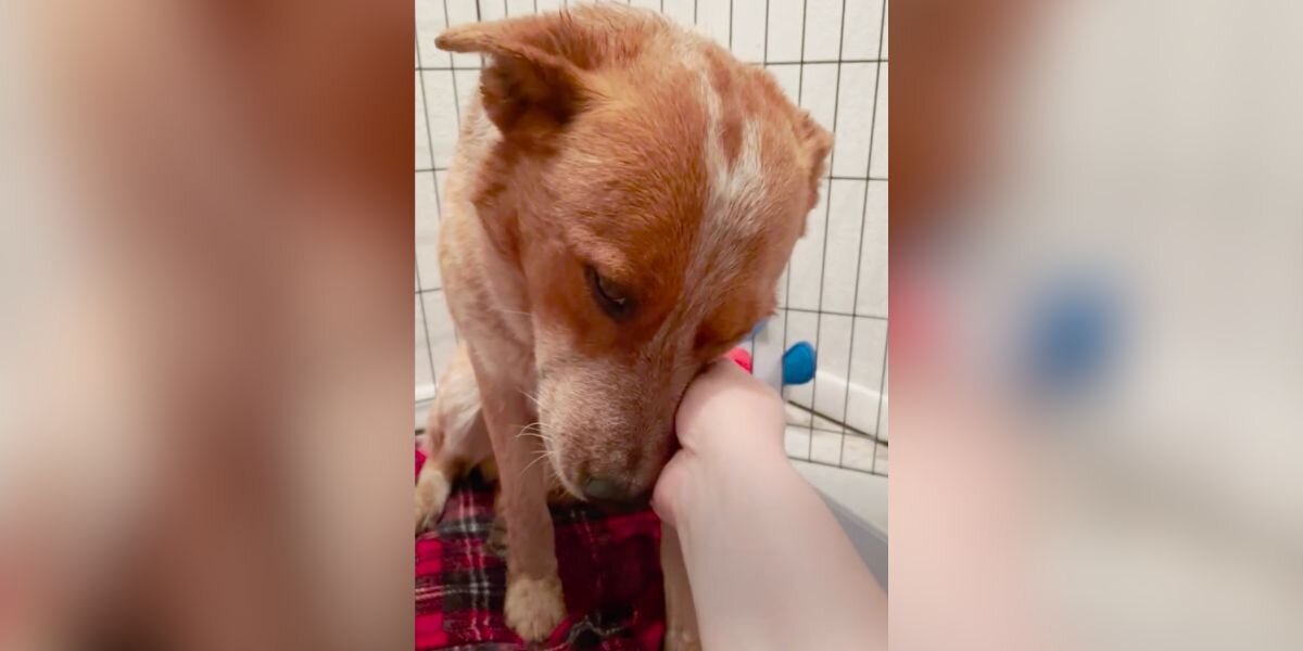 Watch The Moment This Terrified Shelter Dog Learns To Trust Again - The ...