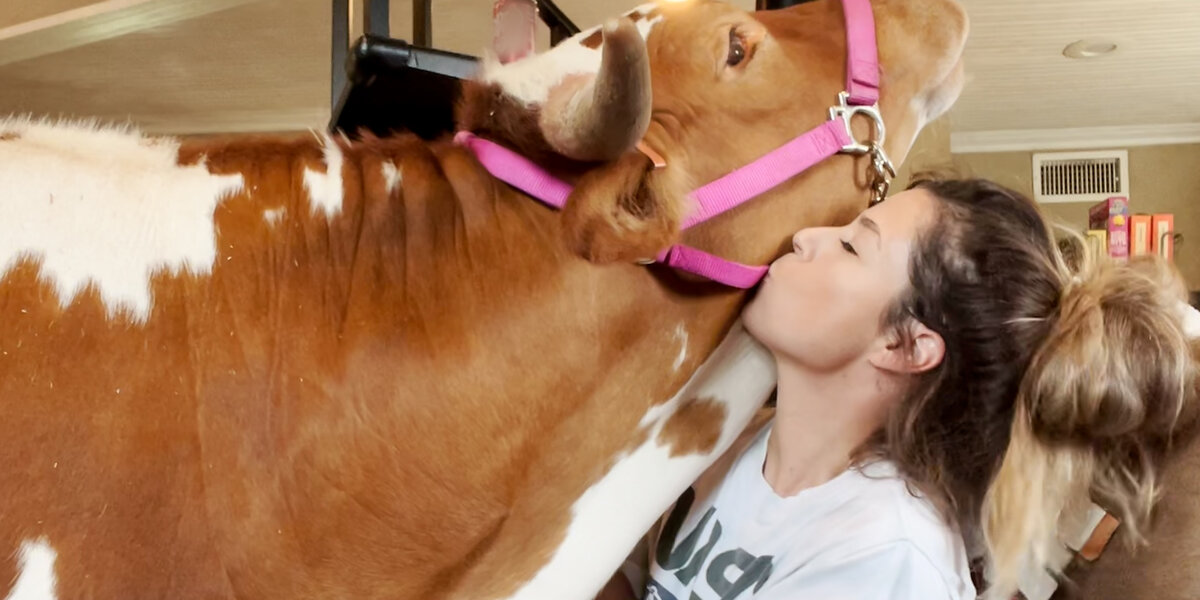 700-pound Cow Still Thinks She's Her Mom's Baby - Videos - The Dodo