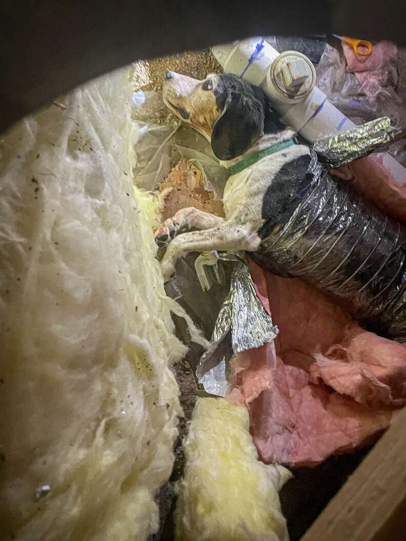 Curious Dog Crawls Into HVAC System And Finds Himself Very Stuck