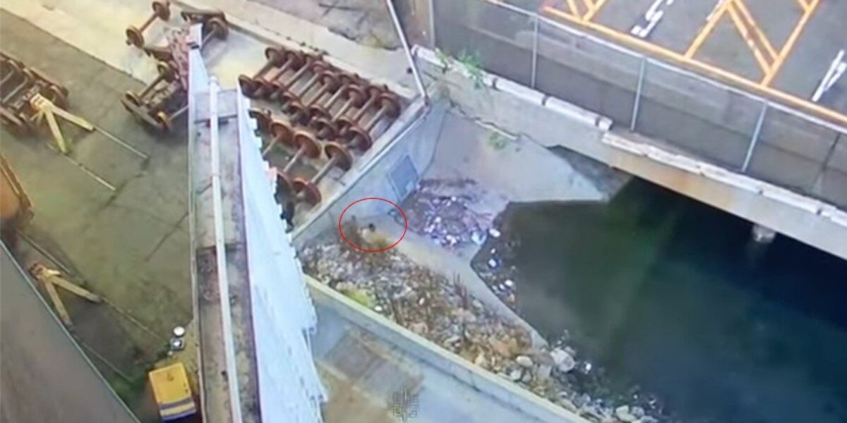 Security Cameras Capture Someone Fluffy Trapped Inside Recycling Center