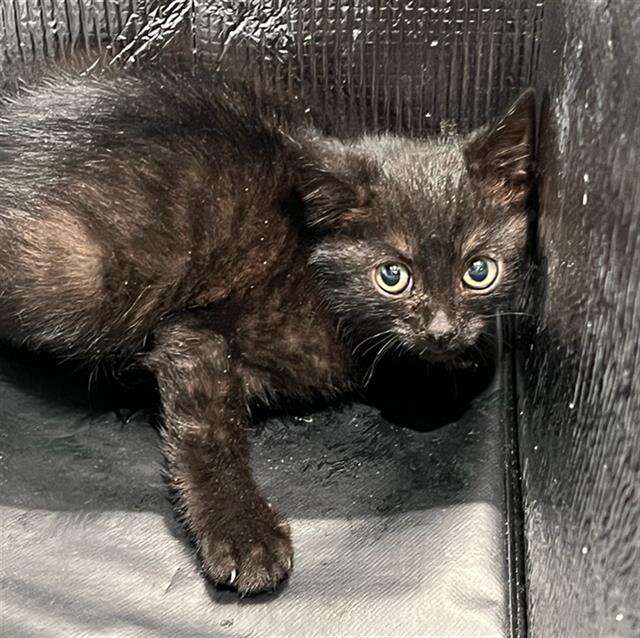 First Friends Kitten First Friends Kitten