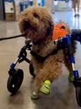 Dog Can't Contain His Excitement When He Visits His Favorite Place: Lowe's