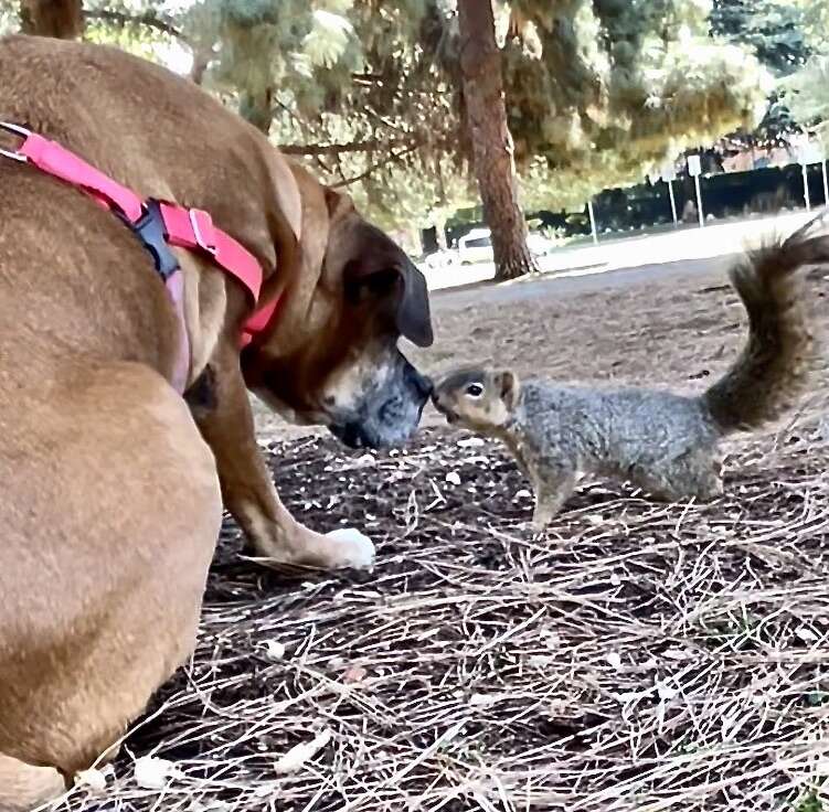 Dog and squirrel share a special kiss