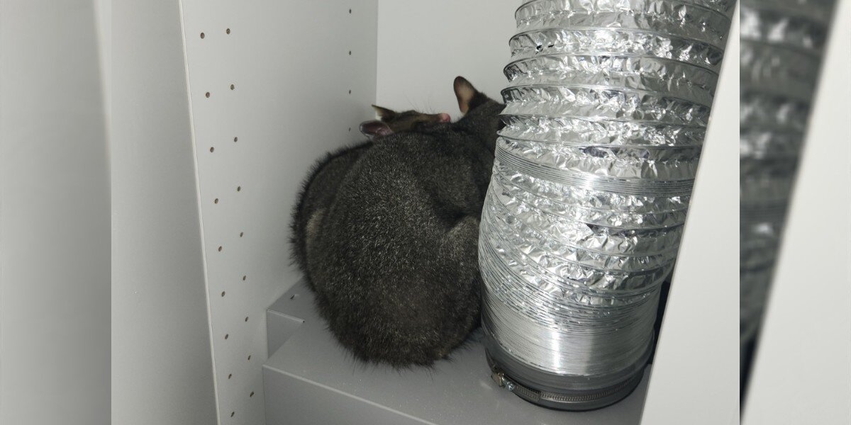 Woman Opens Her Cupboard And Finds A Wild Mama And Baby Snuggled Inside