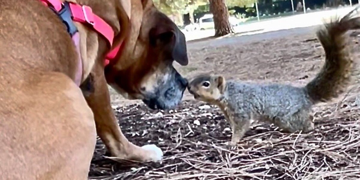Grumpy Dog Had No Friends Until She Met A Squirrel In The Park