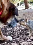 Grumpy Dog Had No Friends Until She Met A Squirrel In The Park
