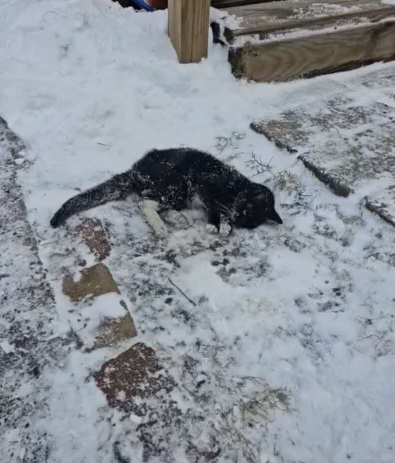 Cat freezing on driveway