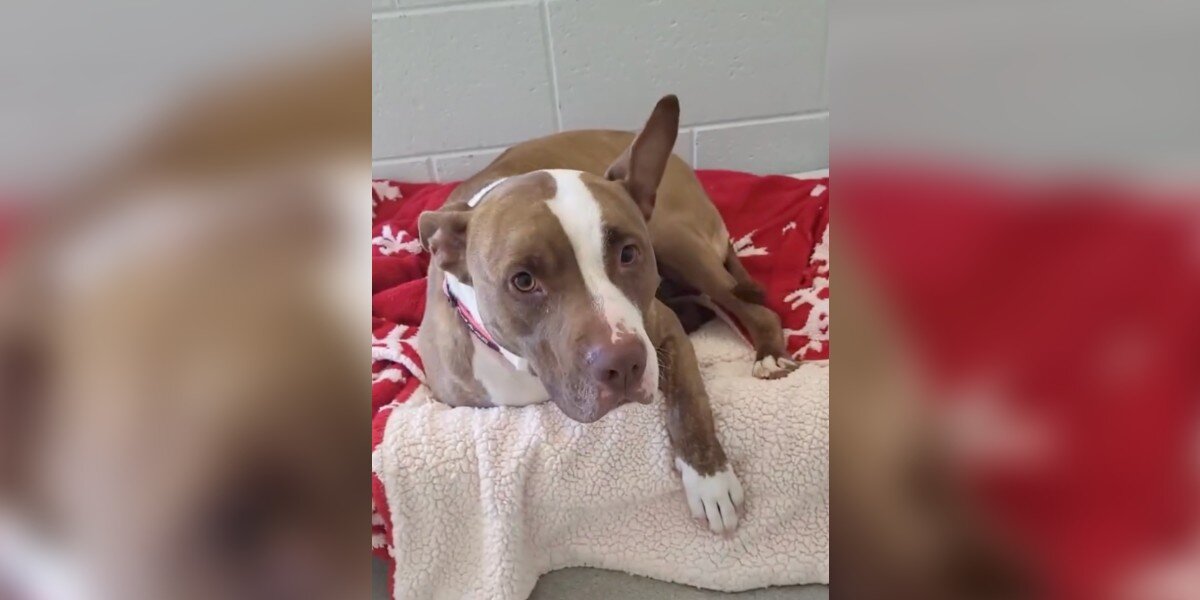 It Took 1,400 Days For This Shelter Dog's Biggest Dream To Come True