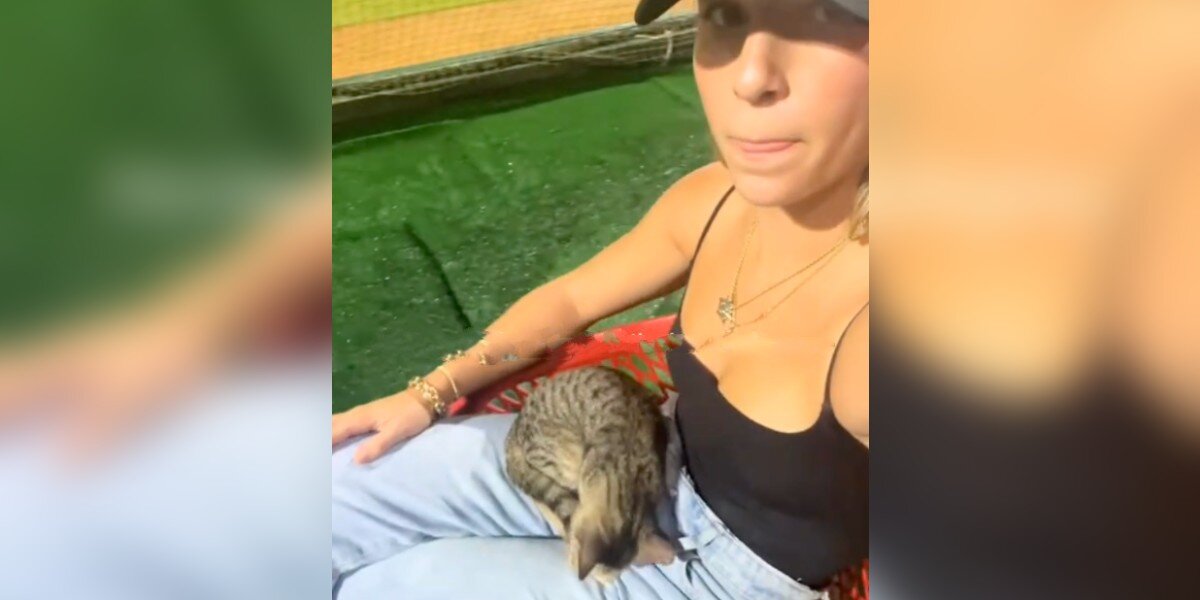 Stray Kitten Walks Up To Woman At Baseball Game And Falls Asleep In Her Lap