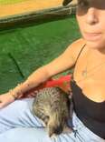 Stray Kitten Walks Up To Woman At Baseball Game And Falls Asleep In Her Lap