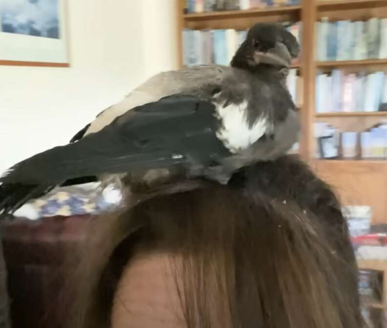 bird on woman's head