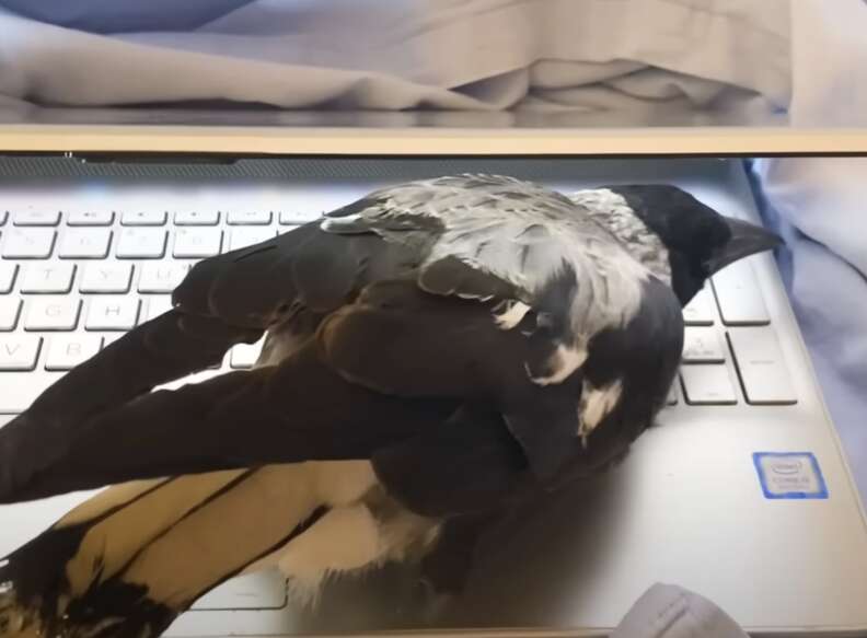 bird on laptop