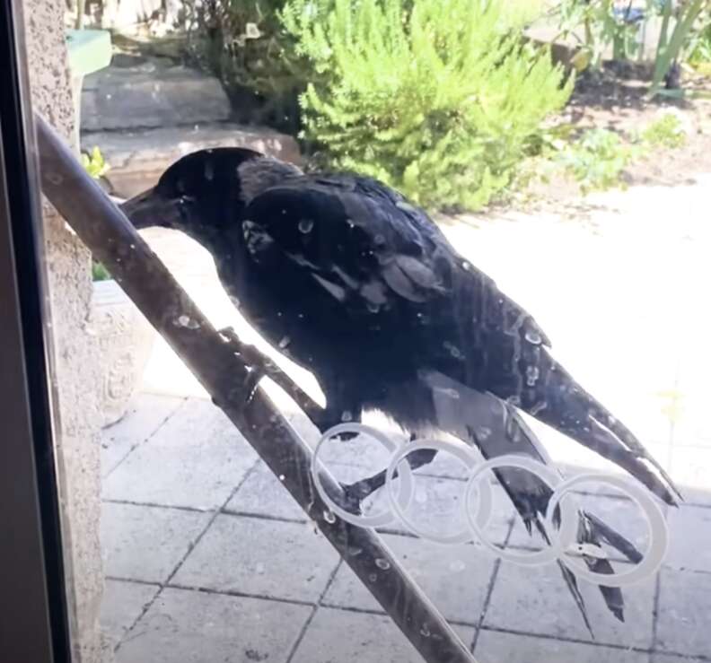 bird outside window