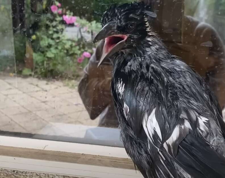 wet magpie