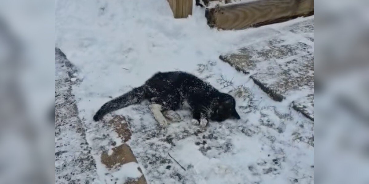 'Frozen' Cat Drags Herself Up Snowy Driveway Hoping Someone Will Notice Her